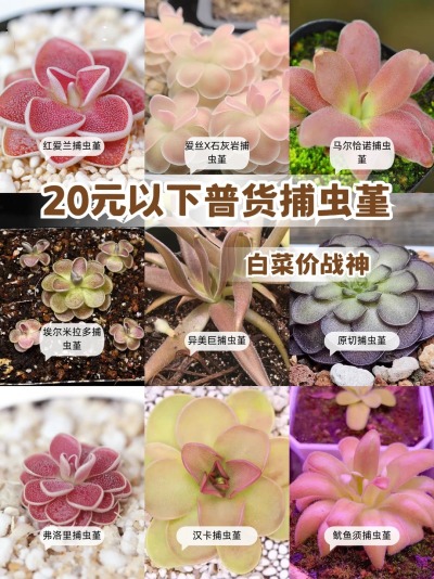 20💰买到的快乐！白菜价捕虫堇美哭还吃虫