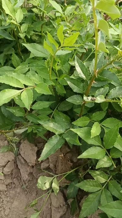 大红袍花椒苗，优质种苗，造林定园首选苗。秋季大量供应。需要联系18534302961