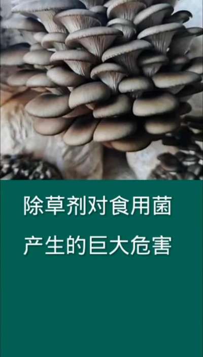 除草剂对食用菌产生的巨大危害