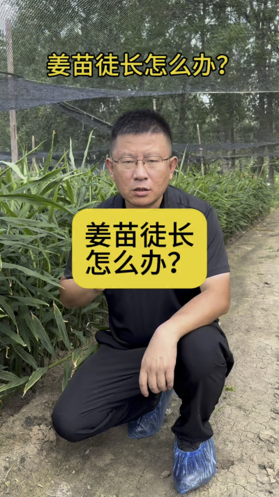 姜苗徒长怎么办？