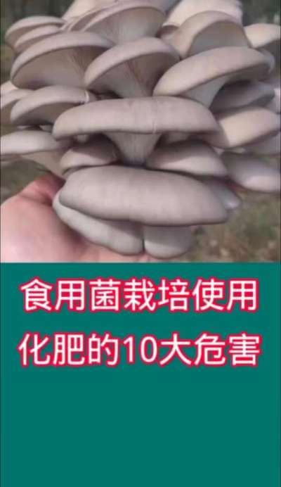 食用菌栽培使用化肥的10大危害