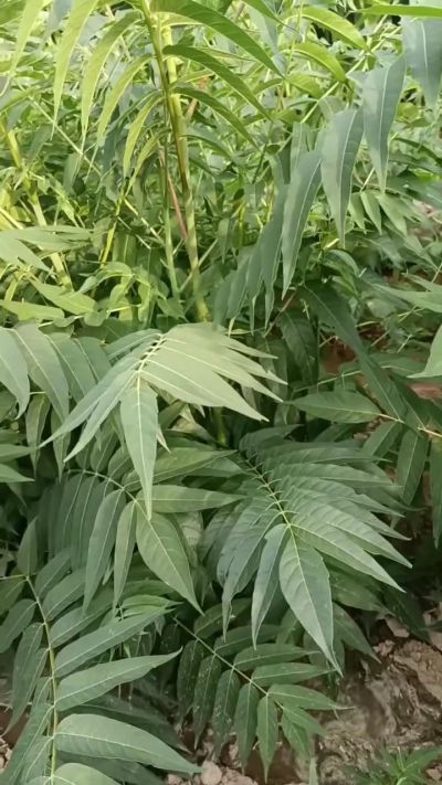 臭椿树苗，需要联系18534302961