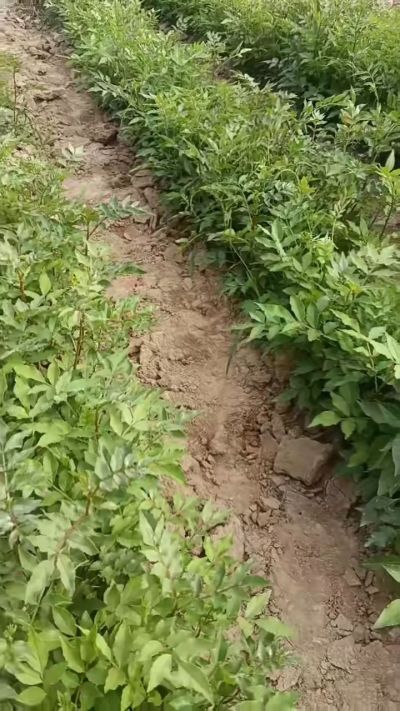 大红袍花椒苗，需要联系18534302961