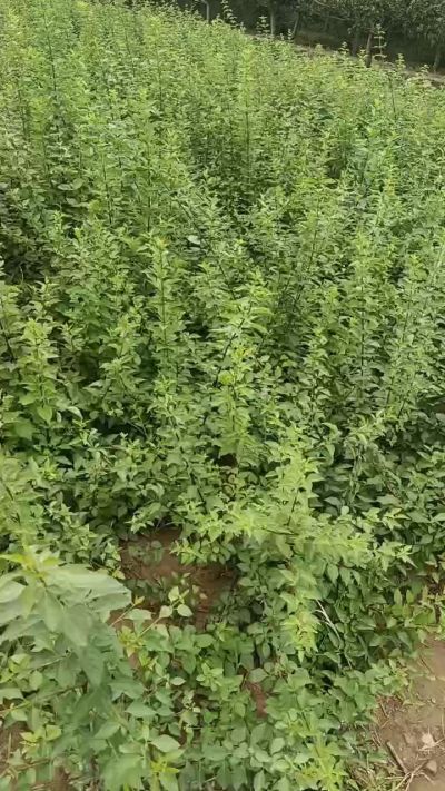 药用连翘苗，科研种苗。需要联系18534302961