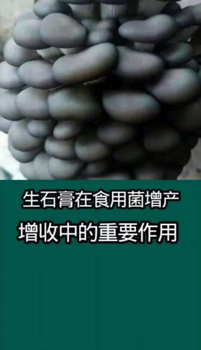 生石膏在食用菌增产增收中的重要作用