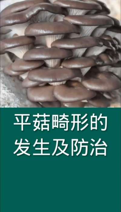 平菇畸形的发生及防治