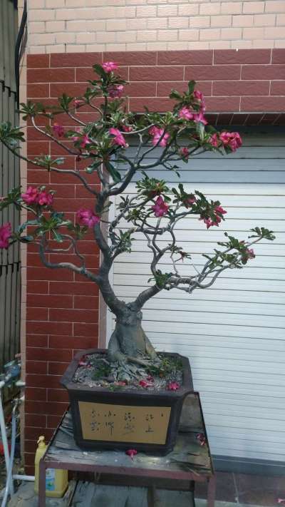 沙漠玫瑰