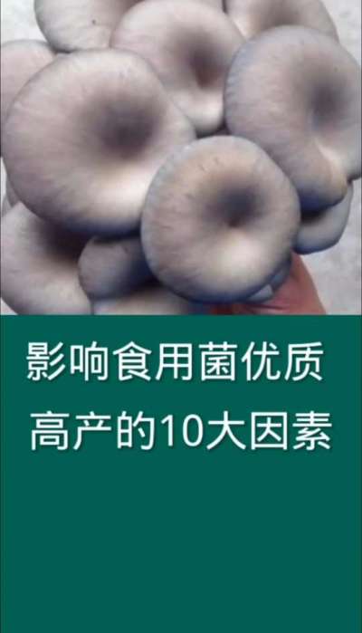 影响食用菌优质高产的10大因素