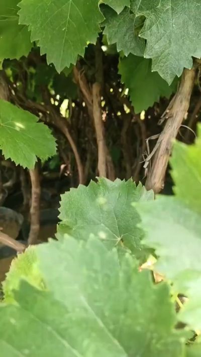 低价出售臭椿苗，杜仲苗，花椒苗，侧柏小苗。药用连翘科研种苗。巨峰葡萄苗，药用连翘树，3/4年挂果树，药用连翘苗，3年移栽种苗。自己地里种苗，全国包邮到家。需要联系13994895614