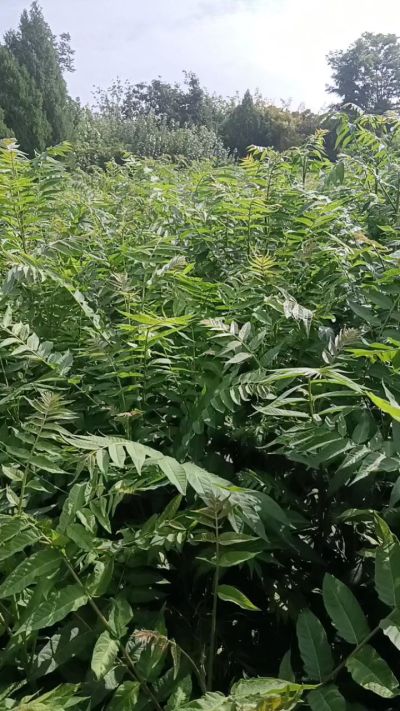 低价出售臭椿苗，杜仲苗，花椒苗，侧柏小苗。药用连翘科研种苗。巨峰葡萄苗，药用连翘树，3/4年挂果树，药用连翘苗，3年移栽种苗。自己地里种苗，全国包邮到家。需要联系13994895614