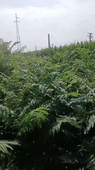 低价出售臭椿苗，杜仲苗，花椒苗，侧柏小苗。药用连翘科研种苗。巨峰葡萄苗，药用连翘树，3/4年挂果树，药用连翘苗，3年移栽种苗。自己地里种苗，全国包邮到家。需要联系13994895614
