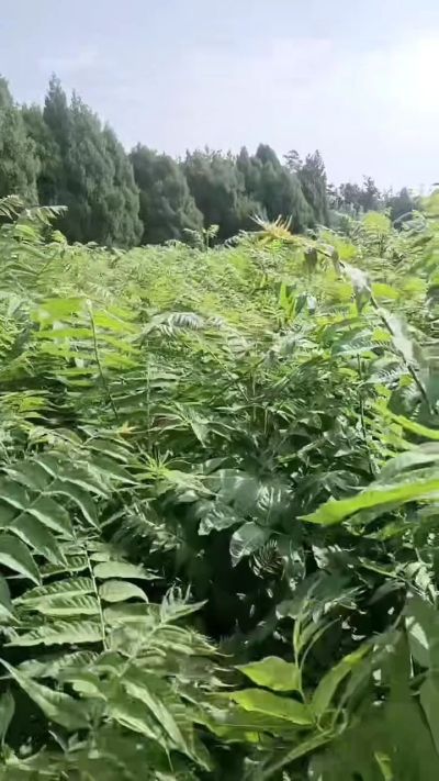 低价出售臭椿苗，杜仲苗，花椒苗，侧柏小苗。药用连翘科研种苗。巨峰葡萄苗，药用连翘树，3/4年挂果树，药用连翘苗，3年移栽种苗。自己地里种苗，全国包邮到家。需要联系13994895614