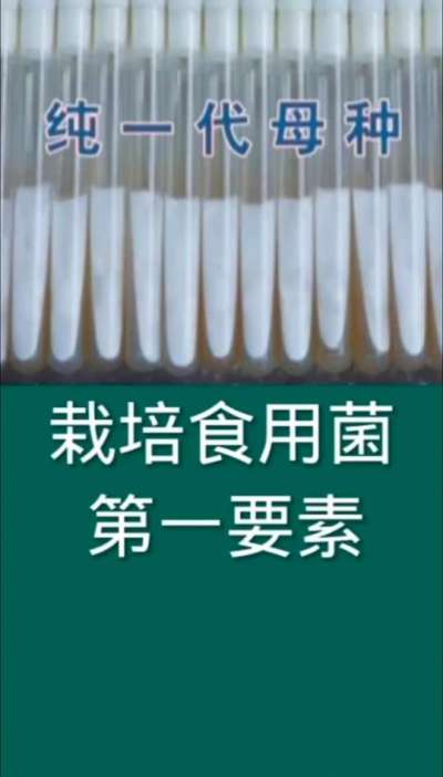 栽培食用菌第一要素&ldquo;使用纯一代母种&rdquo;