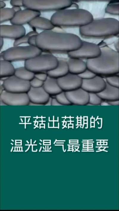 平菇出菇期的温光湿气最重要