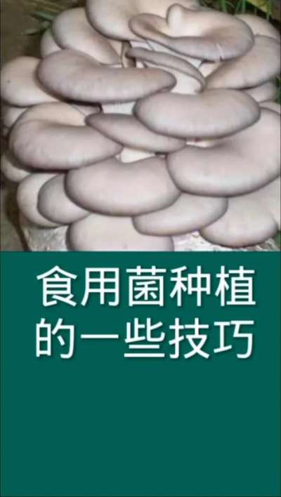 食用菌种植的一些技巧