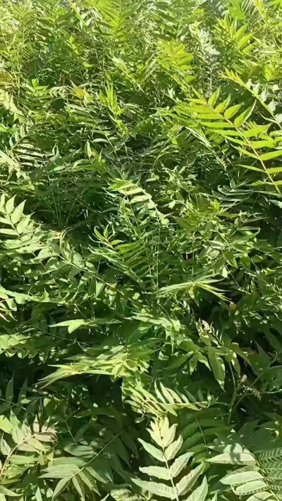 低价出售臭椿苗，杜仲苗，花椒苗，侧柏小苗。药用连翘科研种苗。巨峰葡萄苗，药用连翘树，3/4年挂果树，药用连翘苗，3年移栽种苗。自己地里种苗，全国包邮到家。需要联系13994895614