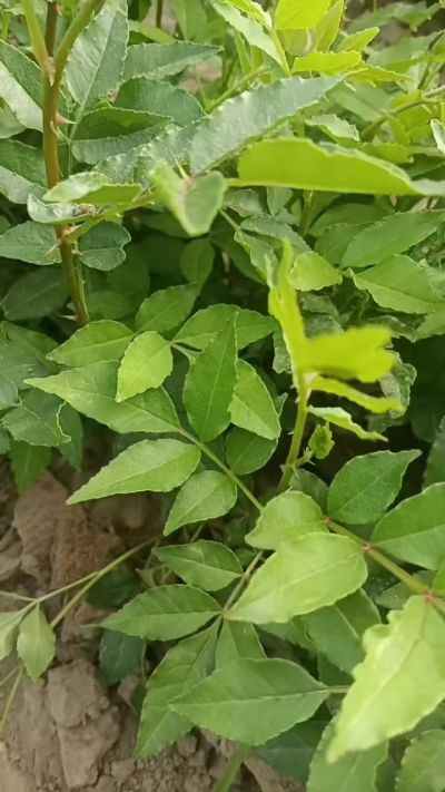 出售大红袍花椒苗，狮子头花椒苗，黄盖花椒苗。需要联系18534302961