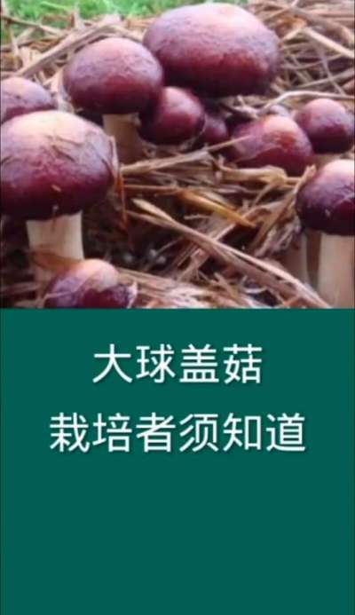 大球盖菇栽培者须知道