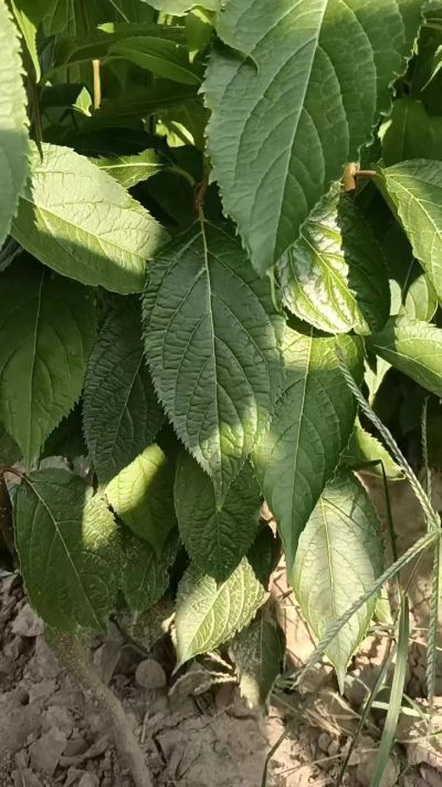 低价出售臭椿苗，杜仲苗，花椒苗，侧柏小苗。药用连翘科研种苗。巨峰葡萄苗，药用连翘树，3/4年挂果树，药用连翘苗，3年移栽种苗。自己地里种苗，全国包邮到家。需要联系13994895614