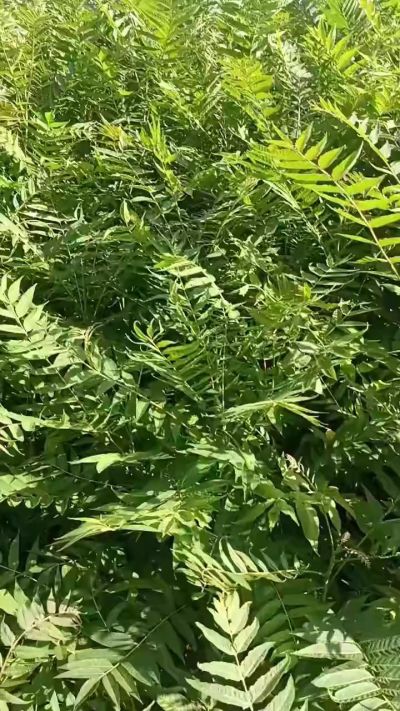 低价出售臭椿苗，杜仲苗，花椒苗，侧柏小苗。药用连翘科研种苗。巨峰葡萄苗，药用连翘树，3/4年挂果树，药用连翘苗，3年移栽种苗。自己地里种苗，全国包邮到家。需要联系13994895614