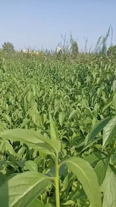 药用金丝杜仲苗。一年苗。需要联系18534302961