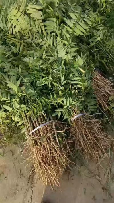 臭椿树苗，秋季造林优质种苗。需要联系18534302961
