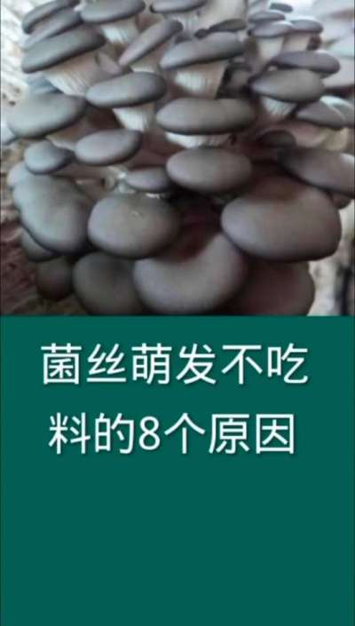 菌丝萌发不吃料的8个原因