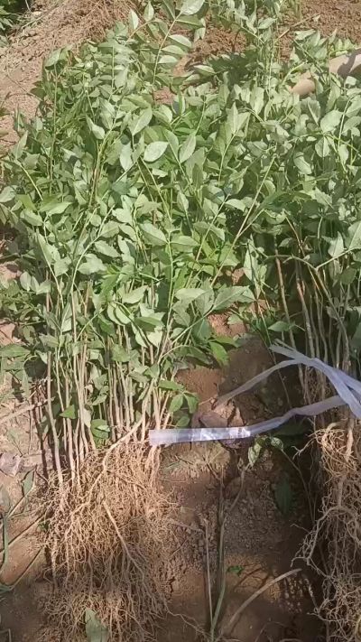 出售大红袍花椒苗，狮子头花椒苗，黄盖花椒苗。需要联系18534302961出售大红袍花椒苗，狮子头花椒苗，黄盖花椒苗。需要联系18534302961