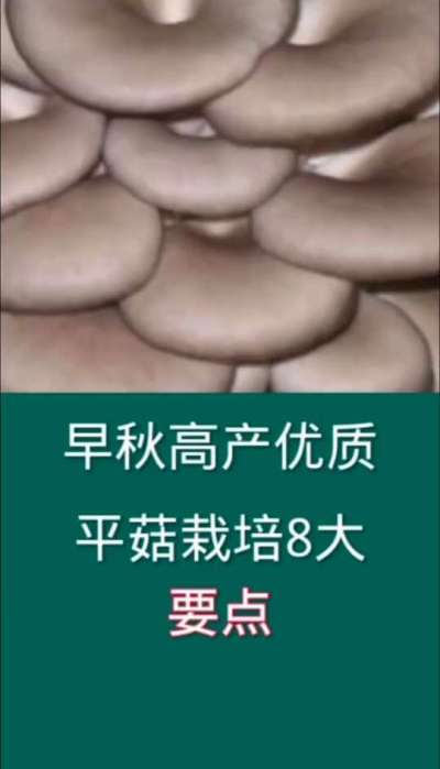 早秋高产优质平菇栽培8大要点