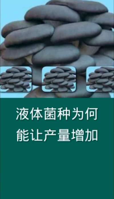 液体菌种为何能让产量增加
