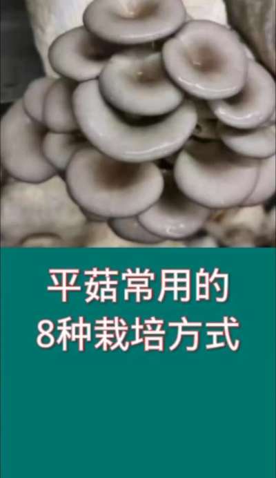 平菇常用的8种栽培方式