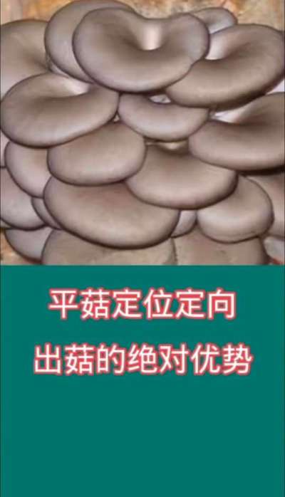 平菇定位定向出菇的绝对优势