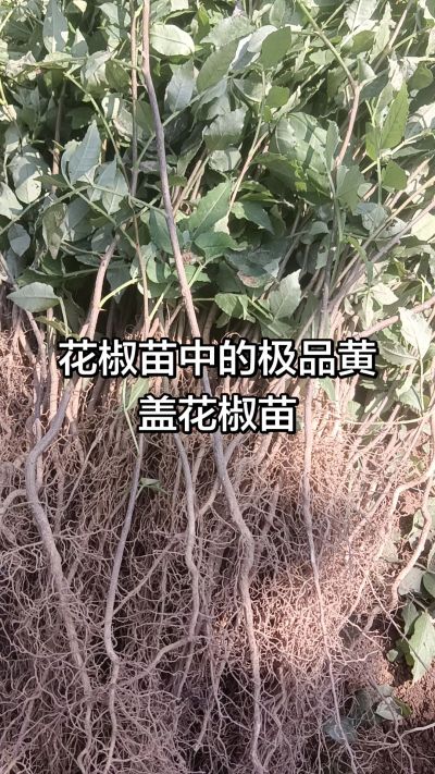 出售大红袍花椒苗，狮子头花椒苗，黄盖花椒苗。需要联系18534302961