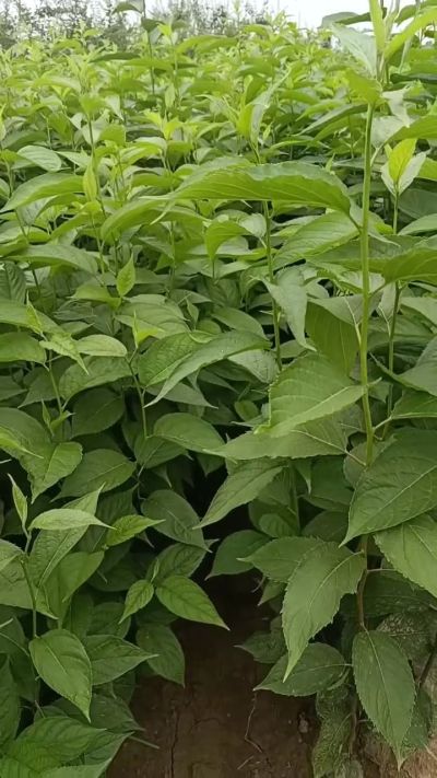 低价出售臭椿苗，杜仲苗，花椒苗，侧柏小苗。药用连翘科研种苗。巨峰葡萄苗，药用连翘树，3/4年挂果树，药用连翘苗，3年移栽种苗。自己地里种苗，全国包邮到家。需要联系13994895614
